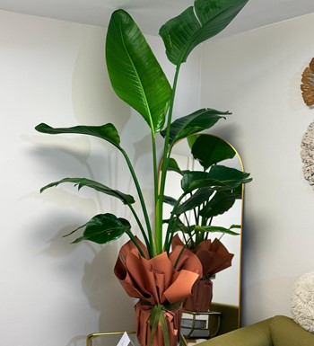 starliçe, cennetkuşu, ankarastarliçe