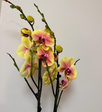 annelergünüçiçeği,ankaraçiçekgönder,ankaraorkidegönder