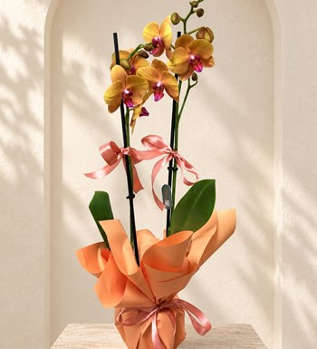 ankara orkide siparişi, renkli orkide siparişi, Merit Flower