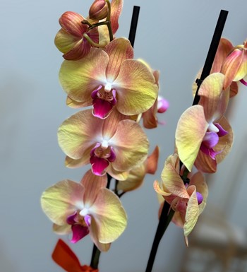 anneler günü çiçeği,ankara çiçek gönder,ankara orkide gönder