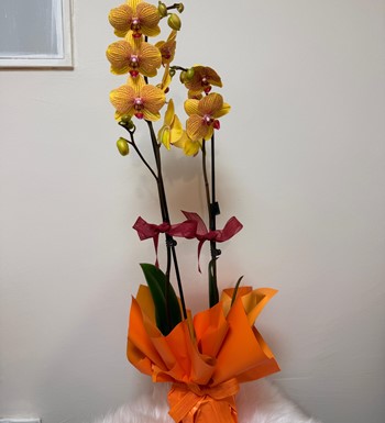 ankara orkide gönder, ithal orkide, somon rengi orkide