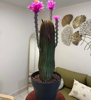 yapay kaktüs, ankara yapay kaktüs