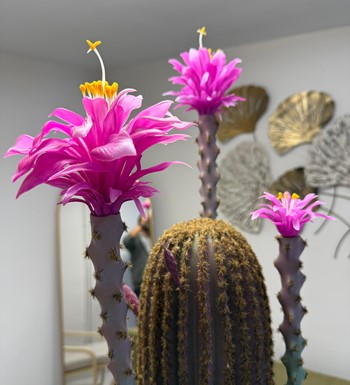 yapay kaktüs, ankara yapay kaktüs